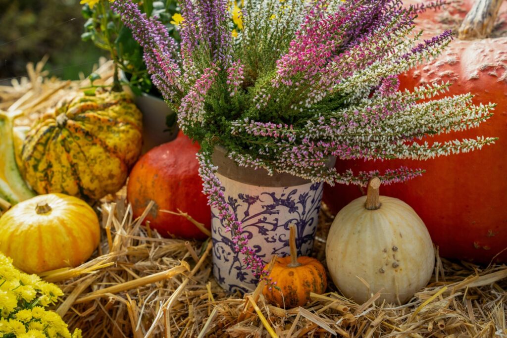 Farbenfrohe Herbsternte Mit Kürbissen